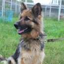 Подробнее об объявлении «Найдена собака немецкая овчарка, длинница. Дмитров» Фото: найдена собака Немецкая овчарка «Найдена собака немецкая овчарка, длинница. Дмитров» в г. Дмитров