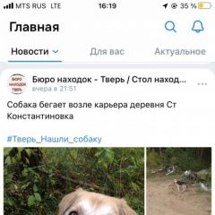 Подробнее об объявлении «Найдена собака кобель Тверь» Фото: найдена собака  «Найдена собака кобель Тверь» в г. Тверь