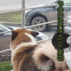 Подробнее об объявлении «Найдена собака кобель лайка или метис лайки Москва» Фото: найдена собака  «Найдена собака кобель лайка или метис лайки Москва» в г. Москва