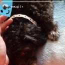 Подробнее об объявлении «Найдена собака Тюмень» Фото: найдена собака  «Найдена собака Тюмень» в г. Тюмень