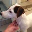 Подробнее об объявлении «Кстово Найдена собака» Фото: найдена собака Джек рассел терьер «Кстово Найдена собака» в г. Кстово