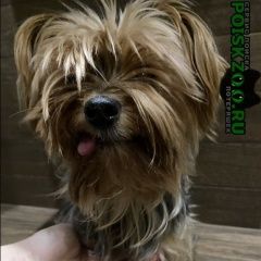 Подробнее об объявлении «Найдена собака кобель йоркширский терьер Москва» Фото: найдена собака Йоркширский терьер «Найдена собака кобель йоркширский терьер Москва» в г. Москва