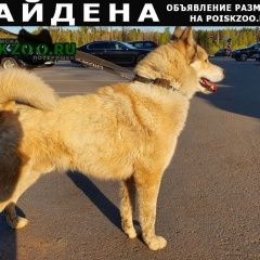 картинка найдена собака
