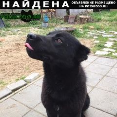 Подробнее об объявлении «Найдена собака кобель снт росинка. большое саврасово. Видное» Фото: найдена собака  «Найдена собака кобель снт росинка. большое...» в г. Видное