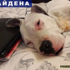 Подробнее об объявлении «Туапсе Найдена собака кобель питбуль» Фото: найдена собака  «Туапсе Найдена собака кобель питбуль» в г. Туапсе