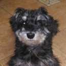 Подробнее об объявлении «Ангарск Найдена собака кобель» Фото: найдена собака Цвергшнауцер «Ангарск Найдена собака кобель» в г. Ангарск