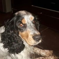 Подробнее об объявлении «Красноярск Найдена собака кобель» Фото: найдена собака Русский охотничий спаниель «Красноярск Найдена собака кобель» в г. Красноярск