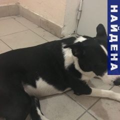 Подробнее об объявлении «Зеленоград Найдена собака» Фото: найдена собака  «Зеленоград Найдена собака» в г. Зеленоград