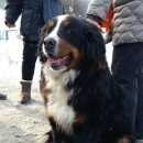 Подробнее об объявлении «Найдена собака сука бернского зенненхунда Вороново» Фото: найдена собака Бернская пастушья собака «Найдена собака сука бернского зенненхунда Вороново» в г. Вороново