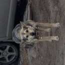 Подробнее об объявлении «Красноярск Найдена собака» Фото: найдена собака  «Красноярск Найдена собака» в г. Красноярск