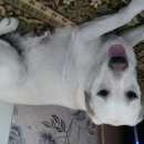 Подробнее об объявлении «Красноярск Найдена собака лабрадор» Фото: найдена собака Лабрадор ретривер «Красноярск Найдена собака лабрадор» в г. Красноярск