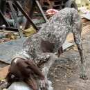 Подробнее об объявлении «Климовск Найдена собака» Фото: найдена собака Дратхаар «Климовск Найдена собака» в г. Климовск