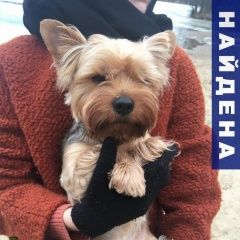 Подробнее об объявлении «Раменское Найдена собака кобель» Фото: найдена собака Йоркширский терьер «Раменское Найдена собака кобель» в г. Раменское