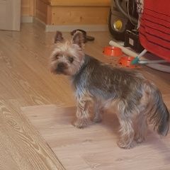 Подробнее об объявлении «Найдена собака кобель район марфино Москва» Фото: найдена собака Йоркширский терьер «Найдена собака кобель район марфино Москва» в г. Москва