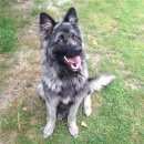 Подробнее об объявлении «Найдена собака кобель немецкая овчарка ( ) Егорьевск» Фото: найдена собака Немецкая овчарка «Найдена собака кобель немецкая овчарка ( )...» в г. Егорьевск