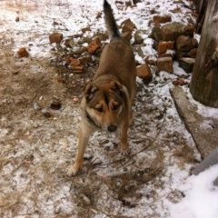 Подробнее об объявлении «Салават Найдена собака кобель» Фото: найдена собака  «Салават Найдена собака кобель» в г. Салават
