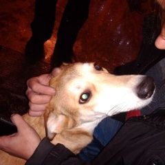 Подробнее об объявлении «Колпино Найдена собака» Фото: найдена собака  «Колпино Найдена собака» в г. Колпино