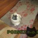 Подробнее об объявлении «Найдена собака Химки» Фото: найдена собака Пекинес «Найдена собака Химки» в г. Химки