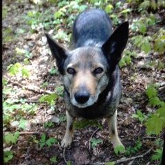 Подробнее об объявлении «Найдена собака девочка Москва» Фото: найдена собака  «Найдена собака девочка Москва» в г. Москва