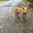 Подробнее об объявлении «Найдена собака кобель Москва» Фото: найдена собака  «Найдена собака кобель Москва» в г. Москва