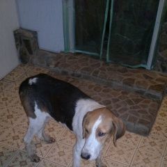 Подробнее об объявлении «Ахтырский Найдена собака гончая (возможно эстонская)» Фото: найдена собака  «Ахтырский Найдена собака гончая (возможно...» в г. Ахтырский