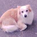 Подробнее об объявлении «Ижевск Найдена собака в районе ильфата закирова 24 уже три дня» Фото: найдена собака  «Ижевск Найдена собака в районе ильфата закирова...» в г. Ижевск