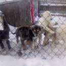 Подробнее об объявлении «Найдена собака ищем дом Устюжна» Фото: найдена собака  «Найдена собака ищем дом Устюжна» в г. Устюжна