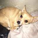 Подробнее об объявлении «Найдена собака в тюменском мкр. Тюмень» Фото: найдена собака  «Найдена собака в тюменском мкр. Тюмень» в г. Тюмень