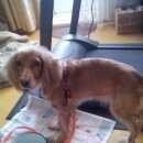 Подробнее об объявлении «Тула Найдена собака» Фото: найдена собака Английский кокер-спаниель «Тула Найдена собака» в г. Тула