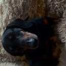 Подробнее об объявлении «Найдена собака кобель Нижний Новгород» Фото: найдена собака Такса «Найдена собака кобель Нижний Новгород» в г. Нижний Новгород