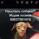 Подробнее об объявлении «Найдена собака нашли собаку в е Красногорск» Фото: найдена собака Русский той-терьер «Найдена собака нашли собаку в е Красногорск» в г. Красногорск