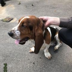 Подробнее об объявлении «Найдена собака кобель Химки» Фото: найдена собака Бассет-хаунд «Найдена собака кобель Химки» в г. Химки