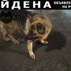 Подробнее об объявлении «Краснодар Найдена собака немецкая овчарка» Фото: найдена собака Немецкая овчарка «Краснодар Найдена собака немецкая овчарка» в г. Краснодар