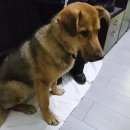 Подробнее об объявлении «Найдена собака кобель срочно ищем хозяев Реутов» Фото: найдена собака  «Найдена собака кобель срочно ищем хозяев Реутов» в г. Реутов