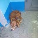 Подробнее об объявлении «Найдена собака рыжий/коричневый спаниель Ставрополь» Фото: найдена собака Английский кокер-спаниель «Найдена собака рыжий/коричневый спаниель...» в г. Ставрополь