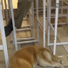 Подробнее об объявлении «Найдена собака породы хаски Чебоксары» Фото: найдена собака  «Найдена собака породы хаски Чебоксары» в г. Чебоксары