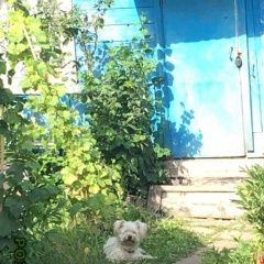 Подробнее об объявлении «Казань Найдена собака» Фото: найдена собака  «Казань Найдена собака» в г. Казань