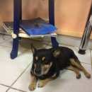 Подробнее об объявлении «Найдена собака кобель собака в добрые руки Нижний Новгород» Фото: найдена собака  «Найдена собака кобель собака в добрые руки...» в г. Нижний Новгород