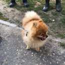 Подробнее об объявлении «Найдена собака кобель Электросталь» Фото: найдена собака  «Найдена собака кобель Электросталь» в г. Электросталь