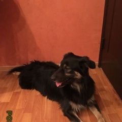 Подробнее об объявлении «Найдена собака кобель помогите найти хозяев    Москва» Фото: найдена собака  «Найдена собака кобель помогите найти хозяев...» в г. Москва