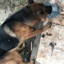 Подробнее об объявлении «Богородск Найдена собака кобель срочно ищем прежнего хозяина» Фото: найдена собака Немецкая овчарка «Богородск Найдена собака кобель срочно ищем...» в г. Богородск