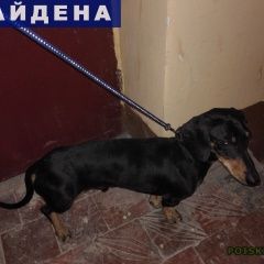 Подробнее об объявлении «Ярославль Найдена собака кобель такса» Фото: найдена собака Такса «Ярославль Найдена собака кобель такса» в г. Ярославль