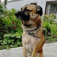Картинка найдена собака В городе Самара нашелся сабакен. Самара