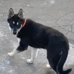 Картинка найдена собака В городе Троицк нашлась сабачка. Троицк