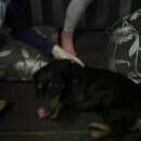 Подробнее об объявлении «Воронеж Найдена собака кобель» Фото: найдена собака Такса «Воронеж Найдена собака кобель» в г. Воронеж