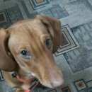 Подробнее об объявлении «Найдена собака кобель в ошейнике. Симферополь» Фото: найдена собака Такса «Найдена собака кобель в ошейнике. Симферополь» в г. Симферополь