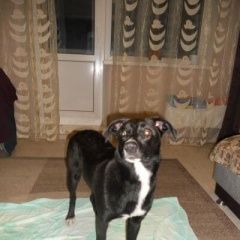 Подробнее об объявлении «Красноярск Найдена собака» Фото: найдена собака  «Красноярск Найдена собака» в г. Красноярск