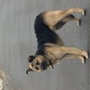 Подробнее об объявлении «Дубна Найдена собака кобель» Фото: найдена собака  «Дубна Найдена собака кобель» в г. Дубна