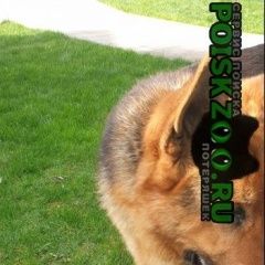 Подробнее об объявлении «Краснодар Найдена собака кобель немецкая овчарка» Фото: найдена собака Немецкая овчарка «Краснодар Найдена собака кобель немецкая овчарка» в г. Краснодар