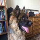 Подробнее об объявлении «Москва Найдена собака кобель немецкой овчарки 07.08.16» Фото: найдена собака Немецкая овчарка «Москва Найдена собака кобель немецкой овчарки...» в г. Москва